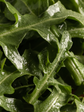 Arugula