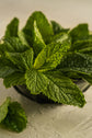 Morning Mint