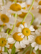 Chamomile Lavender