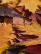 Leather & Leaves