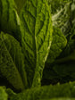 Green Tea Citrus
